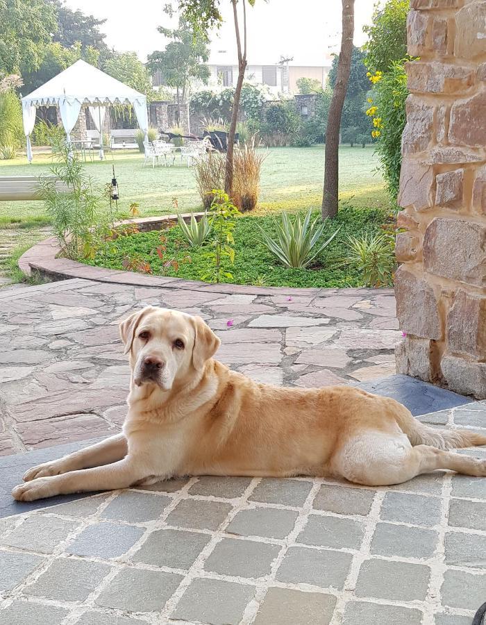 A Dog'S Story, Jaipur Bed & Breakfast ภายนอก รูปภาพ