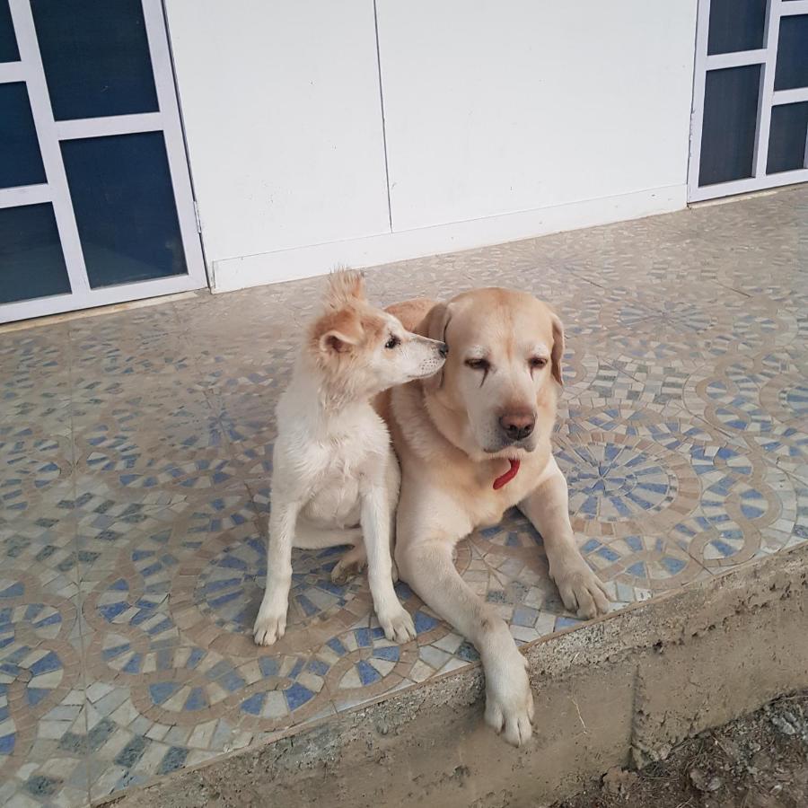 A Dog'S Story, Jaipur Bed & Breakfast ภายนอก รูปภาพ