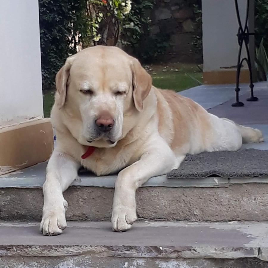 A Dog'S Story, Jaipur Bed & Breakfast ภายนอก รูปภาพ