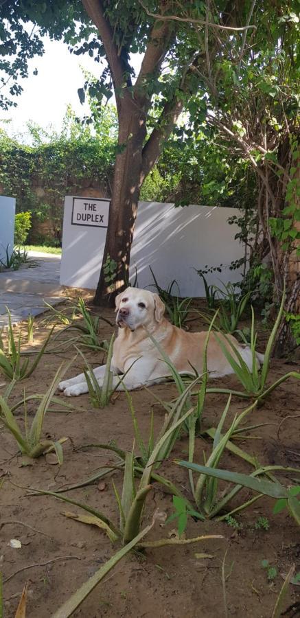 A Dog'S Story, Jaipur Bed & Breakfast ภายนอก รูปภาพ